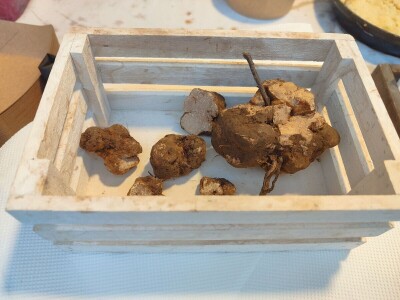 "Dani otvorenih podruma" u Čitluku i Čapljini