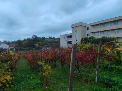 "Dani otvorenih podruma" u Čitluku i Čapljini