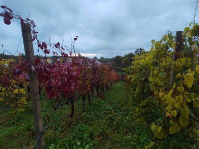"Dani otvorenih podruma" u Čitluku i Čapljini