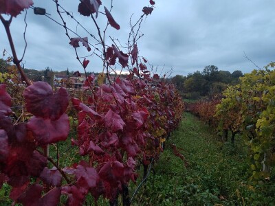 "Dani otvorenih podruma" u Čitluku i Čapljini