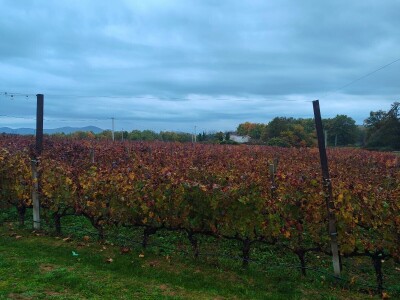 "Dani otvorenih podruma" u Čitluku i Čapljini