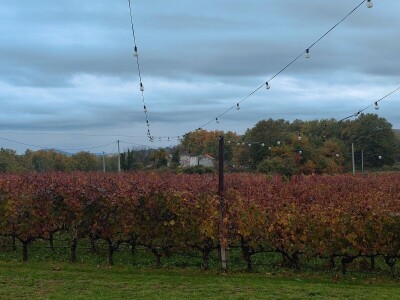 "Dani otvorenih podruma" u Čitluku i Čapljini