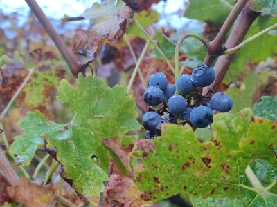 "Dani otvorenih podruma" u Čitluku i Čapljini