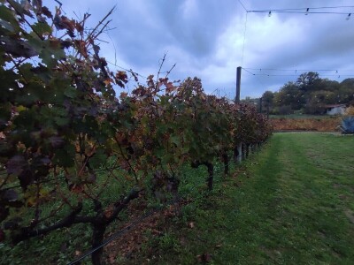 "Dani otvorenih podruma" u Čitluku i Čapljini