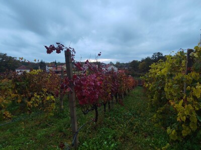 "Dani otvorenih podruma" u Čitluku i Čapljini