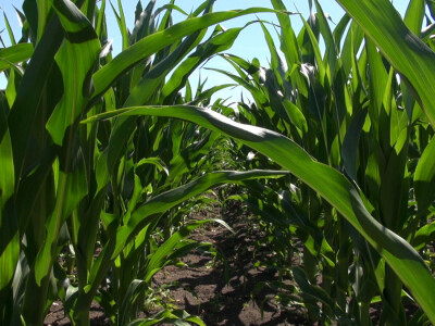 Dan polja, Kukuruz