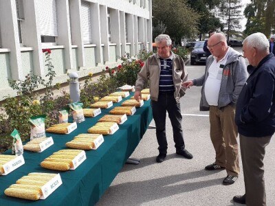 Dani polja BC hibrida kukuruza i soje