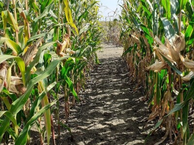 Dani polja BC hibrida kukuruza i soje