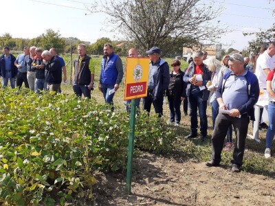 Dani polja BC hibrida kukuruza i soje