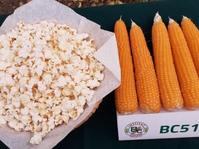 Dani polja BC hibrida kukuruza i soje