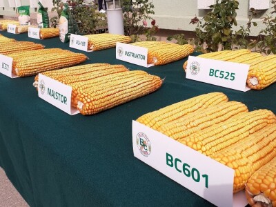 Dani polja BC hibrida kukuruza i soje