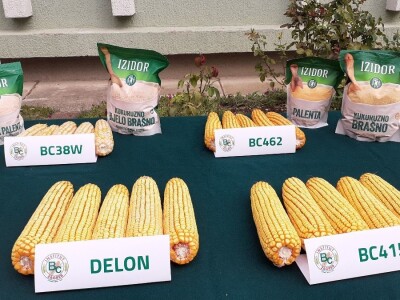 Dani polja BC hibrida kukuruza i soje