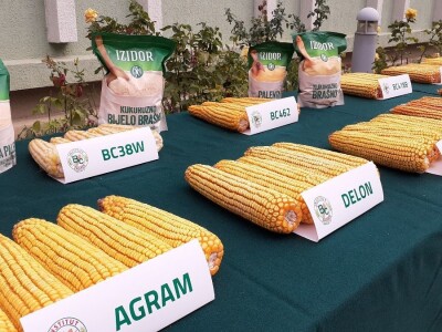 Dani polja BC hibrida kukuruza i soje