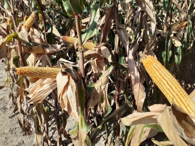 Dani polja Bc instituta