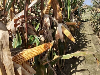 Dani polja Bc instituta