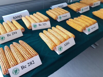 Dani polja Bc instituta