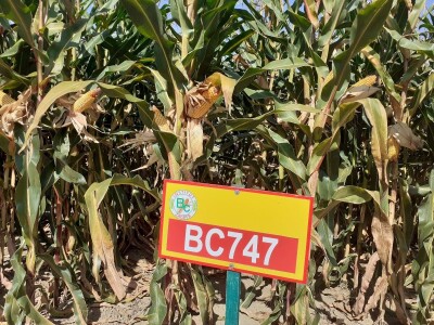 Dani polja Bc instituta