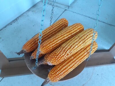 Dani polja Bc instituta