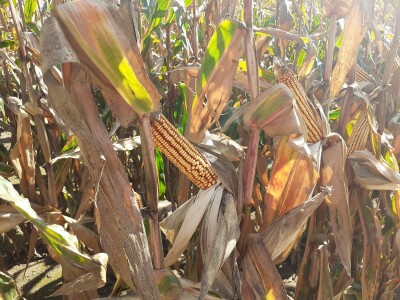 Dani polja Bc instituta