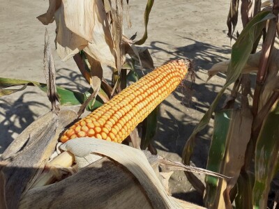 Dani polja Bc instituta