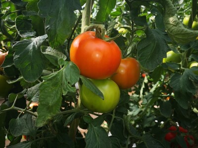 Dani polja Colić Trade-a i Hazere