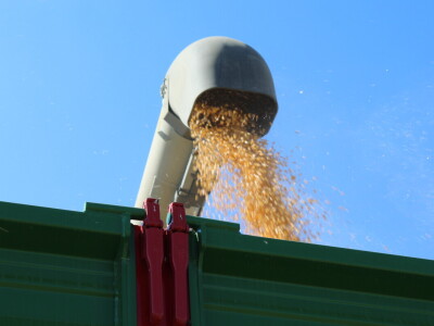 Dani polja kukuruza FAZOS 2024 - Komparativni pokusi