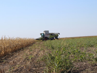 Dani polja kukuruza FAZOS 2024 - Komparativni pokusi