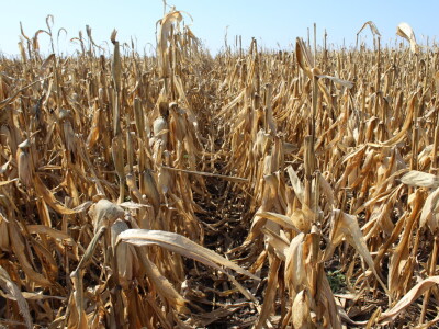 Dani polja kukuruza FAZOS 2024 - Komparativni pokusi