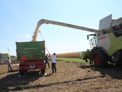 Dani polja kukuruza FAZOS 2024 - Komparativni pokusi