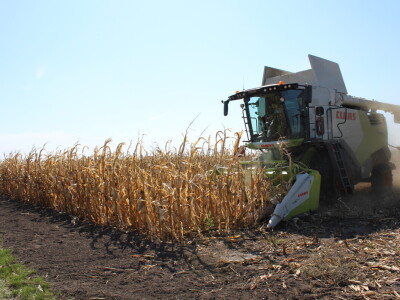 Dani polja kukuruza FAZOS 2024 - Komparativni pokusi