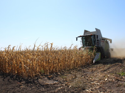 Dani polja kukuruza FAZOS 2024 - Komparativni pokusi