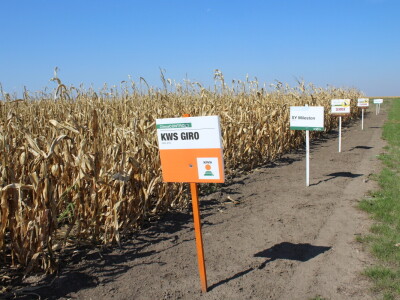 Dani polja kukuruza FAZOS 2024 - Komparativni pokusi