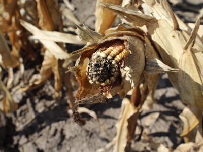 Dani polja kukuruza FAZOS 2024 - Komparativni pokusi