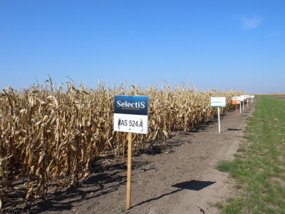 Dani polja kukuruza FAZOS 2024 - Komparativni pokusi