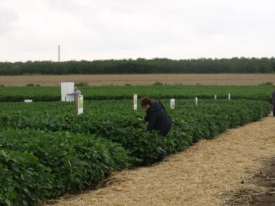 Dani polja održive proizvodnje soje Dani polja održive proizvodnje soje