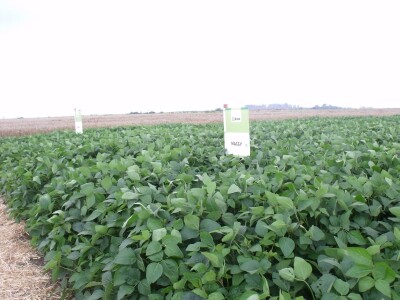 Dani polja održive proizvodnje soje Dani polja održive proizvodnje soje