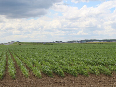 Dani polja pšenice i ječma Poljoprivrednog instituta Osijek 2025.