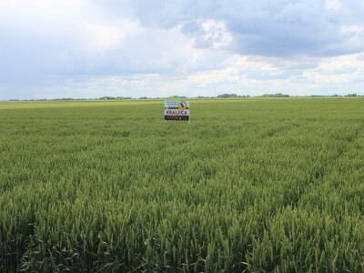 Dani polja pšenice i ječma Poljoprivrednog instituta Osijek 2025.