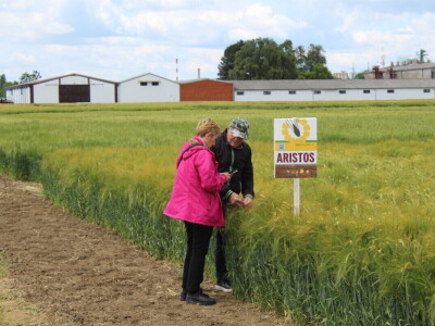 Dani polja pšenice i ječma Poljoprivrednog instituta Osijek 2025.