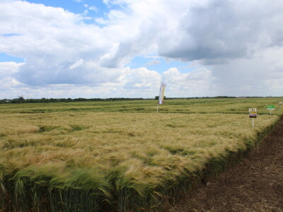 Dani polja pšenice i ječma Poljoprivrednog instituta Osijek 2025.