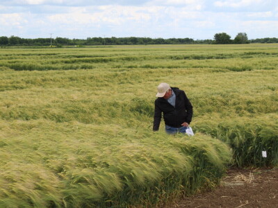 Dani polja pšenice i ječma Poljoprivrednog instituta Osijek 2025.