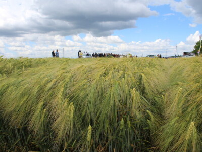 Dani polja pšenice i ječma Poljoprivrednog instituta Osijek 2025.