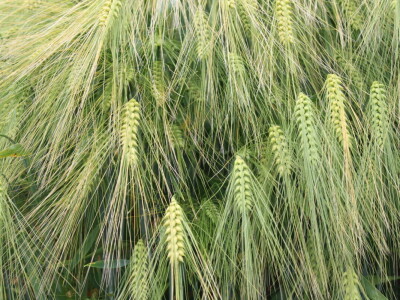 Dani polja pšenice i ječma Poljoprivrednog instituta Osijek 2025.