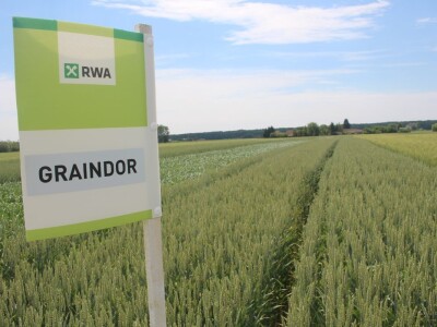 Dani polja pšenice RWA u Ždali