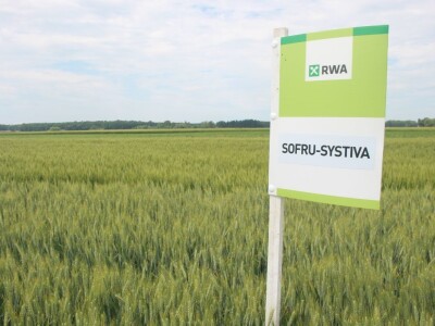 Dani polja pšenice RWA u Ždali