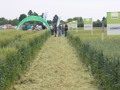 Dani polja pšenice RWA u Ždali