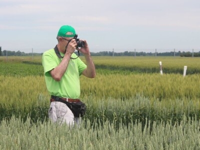 Dani polja pšenice RWA u Ždali