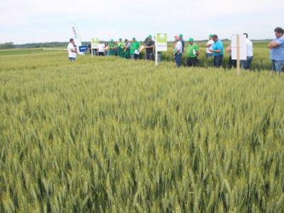 Dani polja pšenice RWA u Ždali