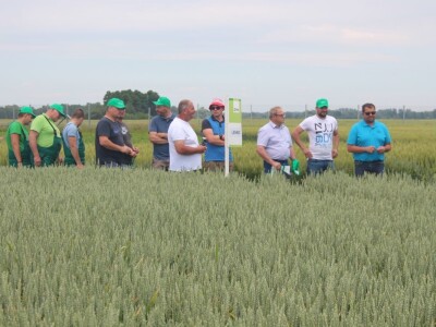 Dani polja pšenice RWA u Ždali