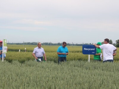 Dani polja pšenice RWA u Ždali